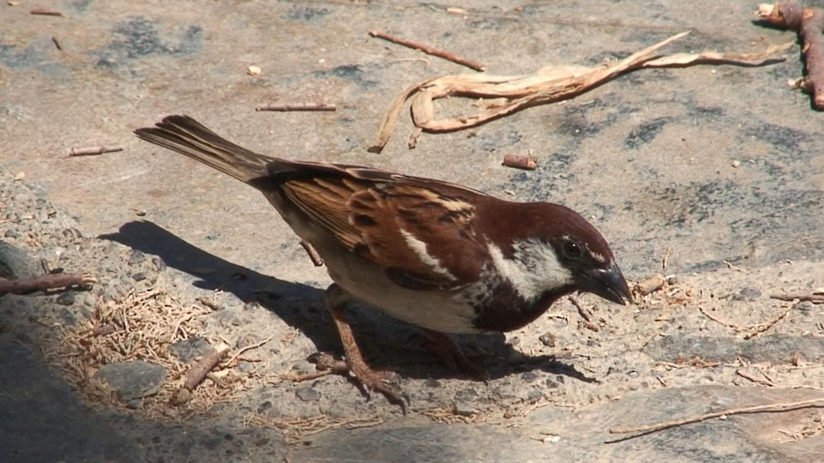 Italian Sparrow - ML204415271