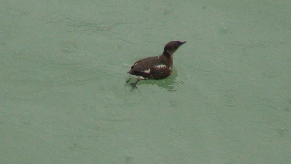 Marbled Murrelet - ML204415281