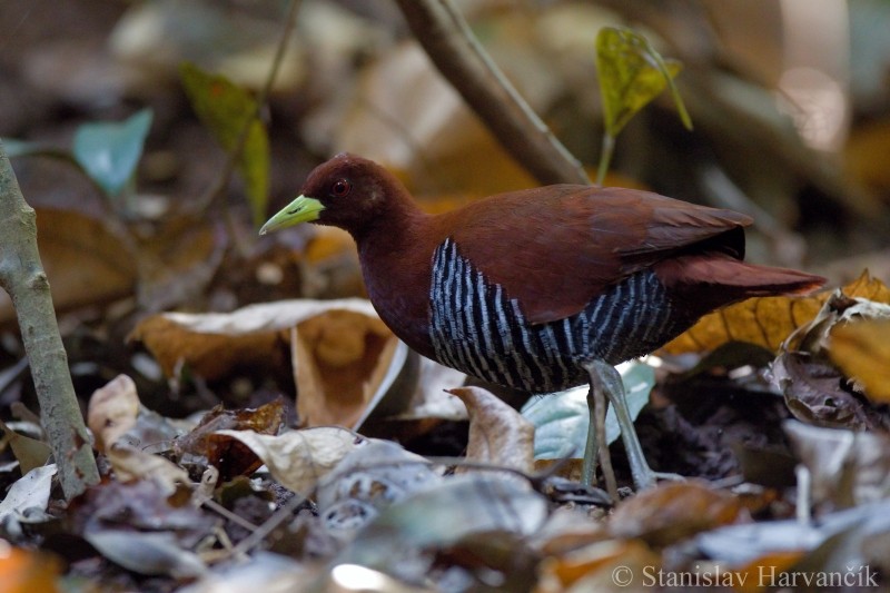 Andaman Crake - ML204415341