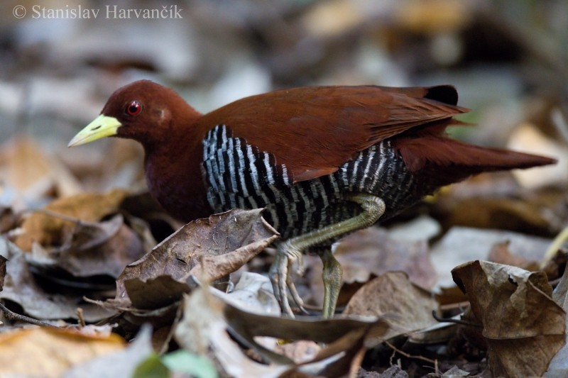 Andaman Crake - Stanislav Harvančík