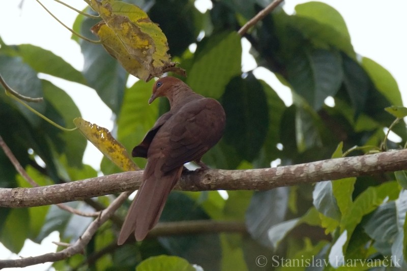 Andaman Cuckoo-Dove - ML204415421