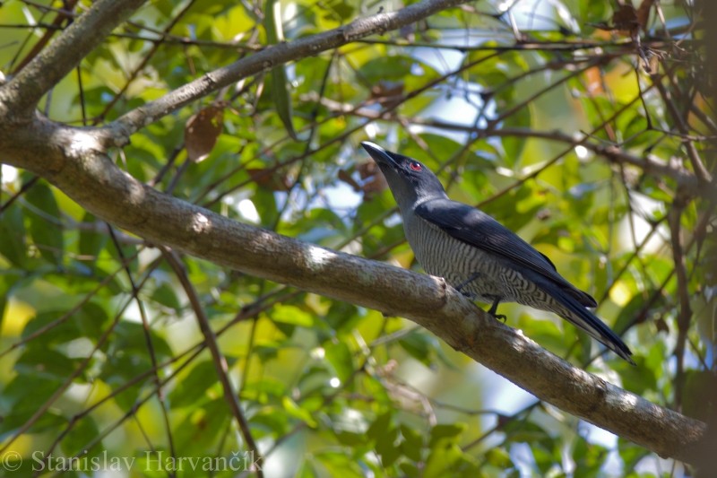 Andaman Cuckooshrike - ML204415441