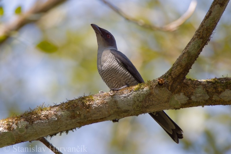 Andaman Cuckooshrike - ML204415451