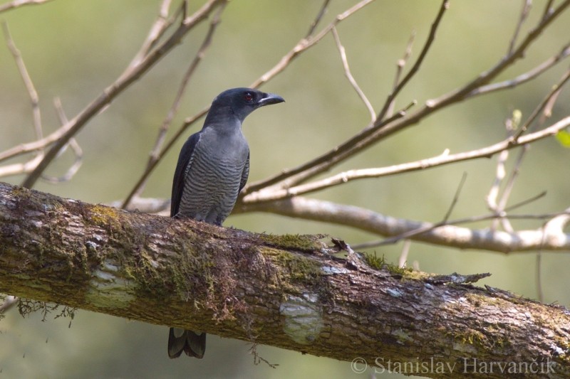 Andaman Cuckooshrike - ML204415461