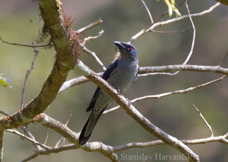 Andaman Cuckooshrike - ML204415471