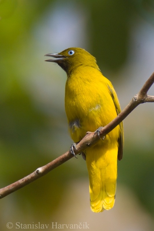 Andaman Bulbul - Stanislav Harvančík