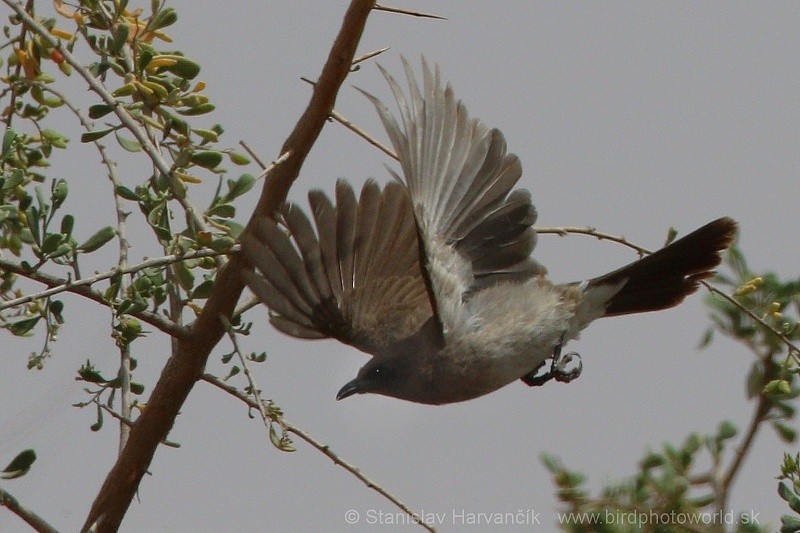 Common Bulbul - ML204416381