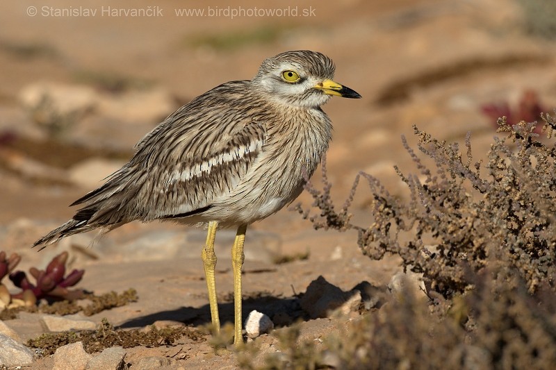 Eurasian Thick-knee - Stanislav Harvančík