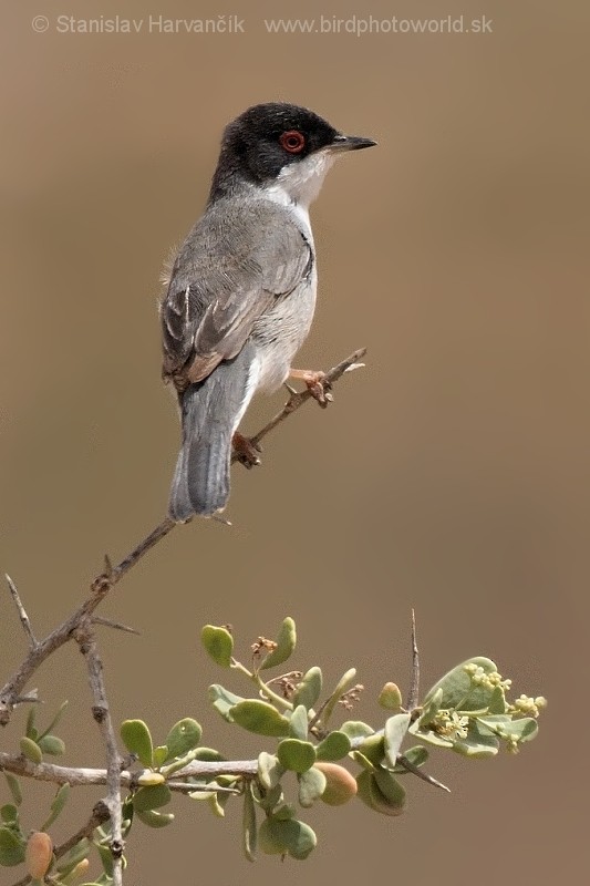 Sardinian Warbler - ML204416501