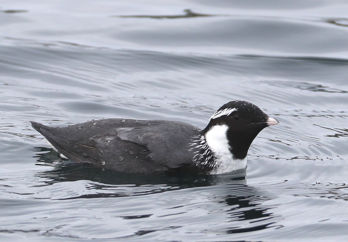 Ancient Murrelet - Hal and Kirsten Snyder