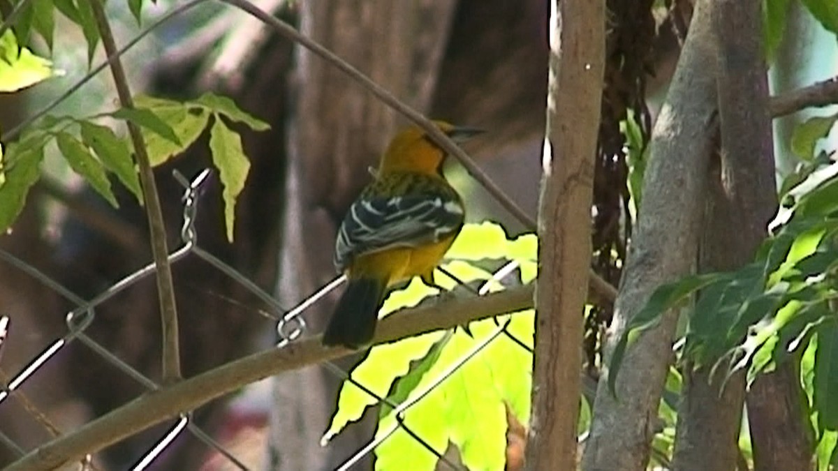 Streak-backed Oriole (Streak-backed) - ML204417101