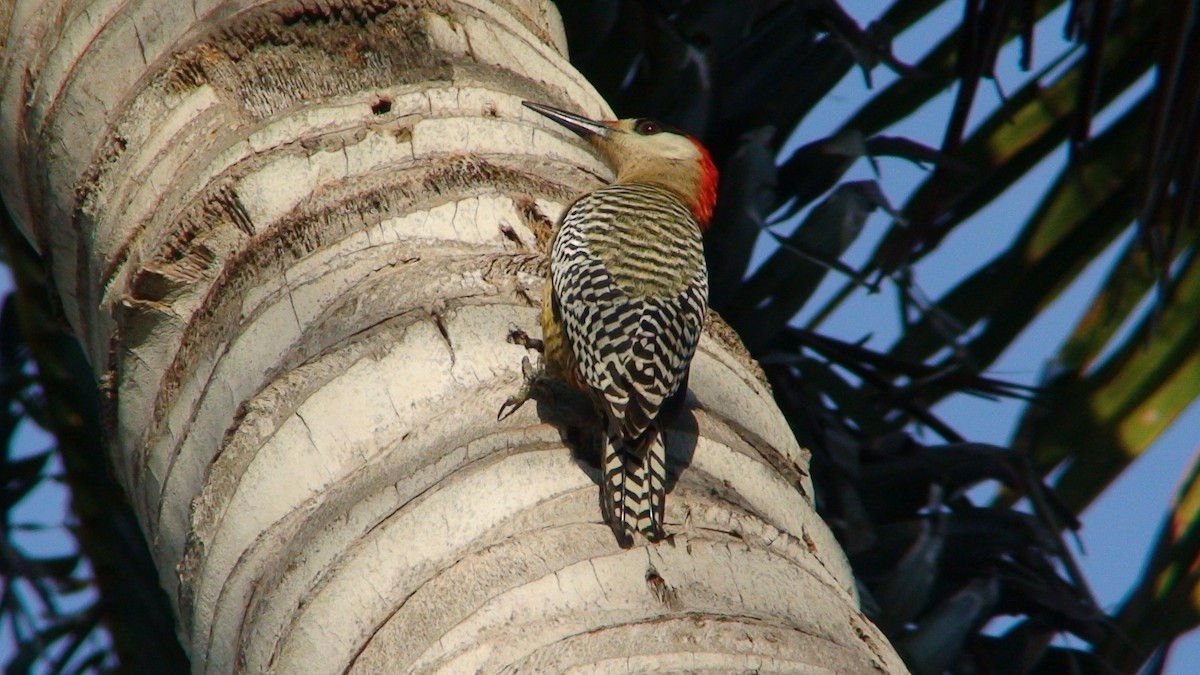 West Indian Woodpecker - Joe Angseesing