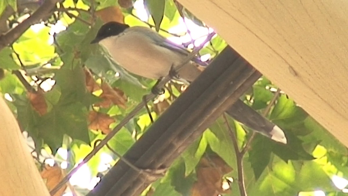 Azure-winged Magpie (Azure-winged) - ML204417151