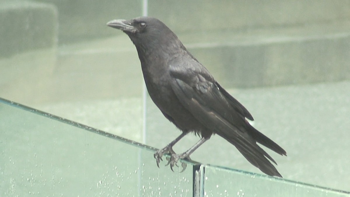 American Crow - Joe Angseesing