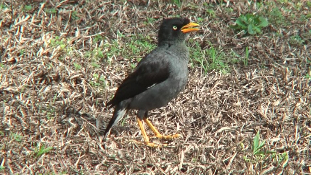 Javan Myna - ML204417171