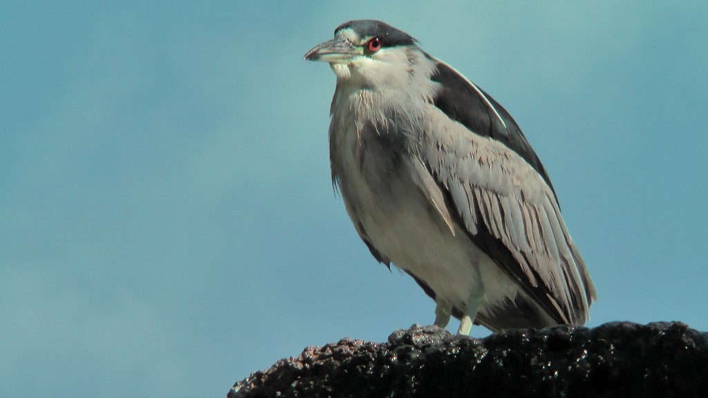 Black-crowned Night Heron (American) - ML204417201