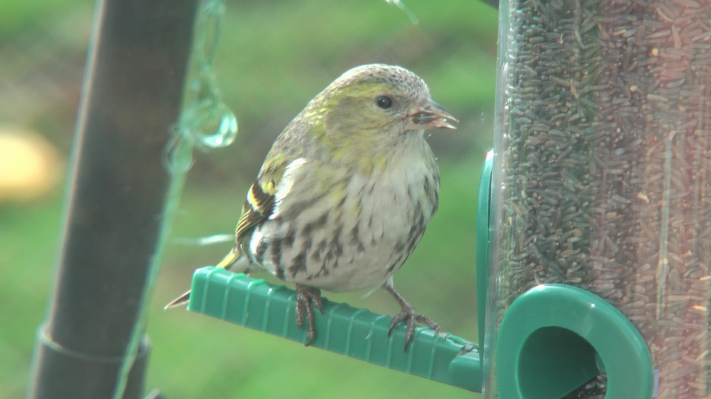 Eurasian Siskin - ML204417221