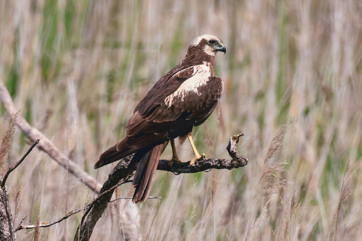 Western Marsh Harrier - JUAN JOSE RUIZ MARTINEZ