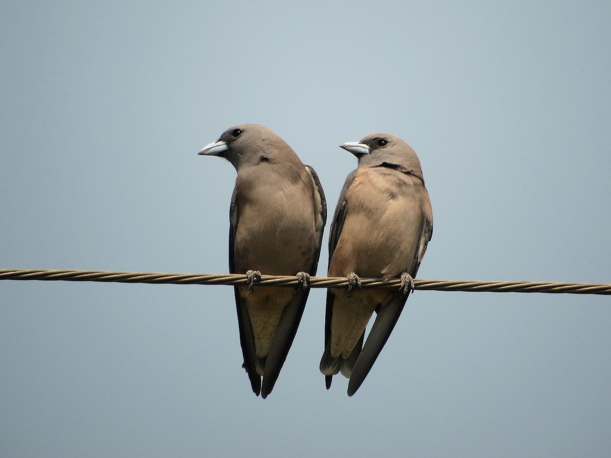 lasolet šedohlavý - ML204417301