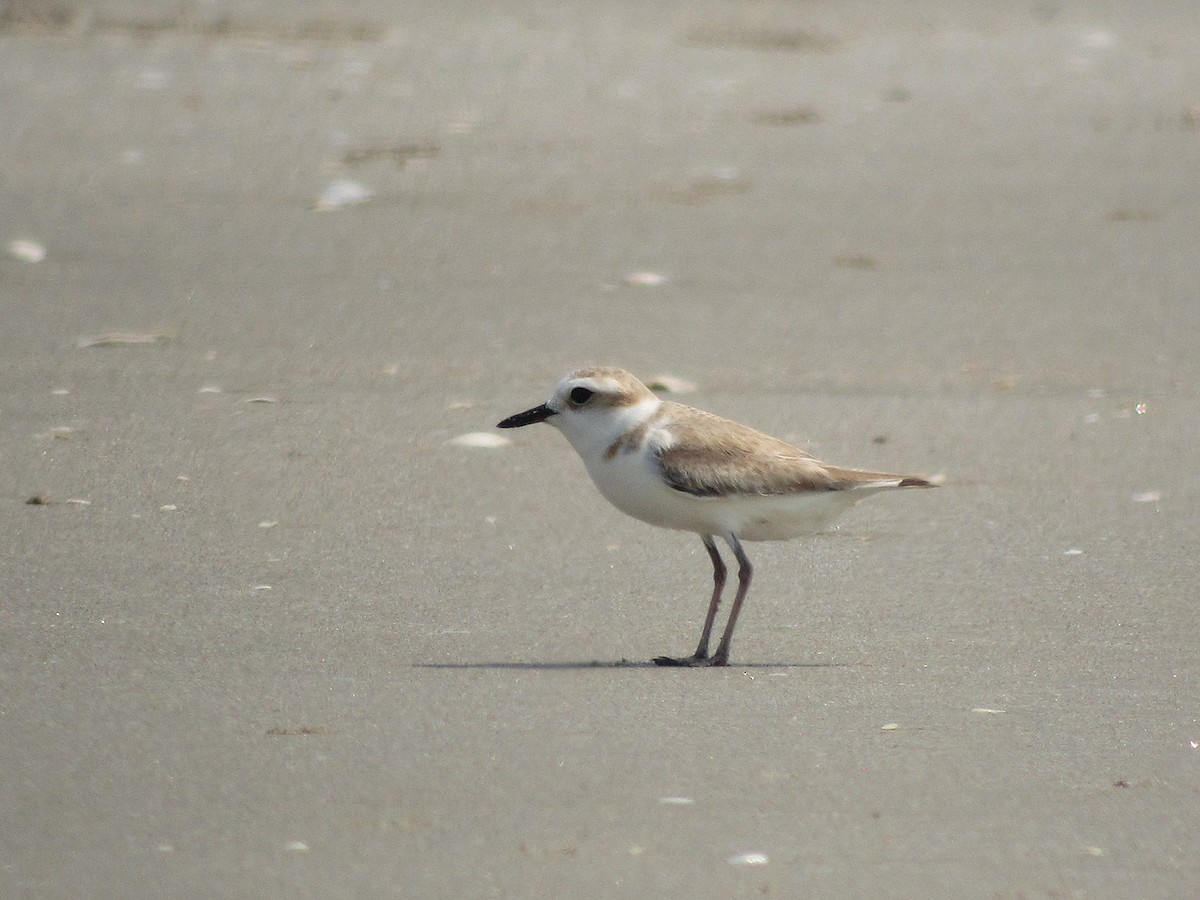 White-faced Plover - ML204417511