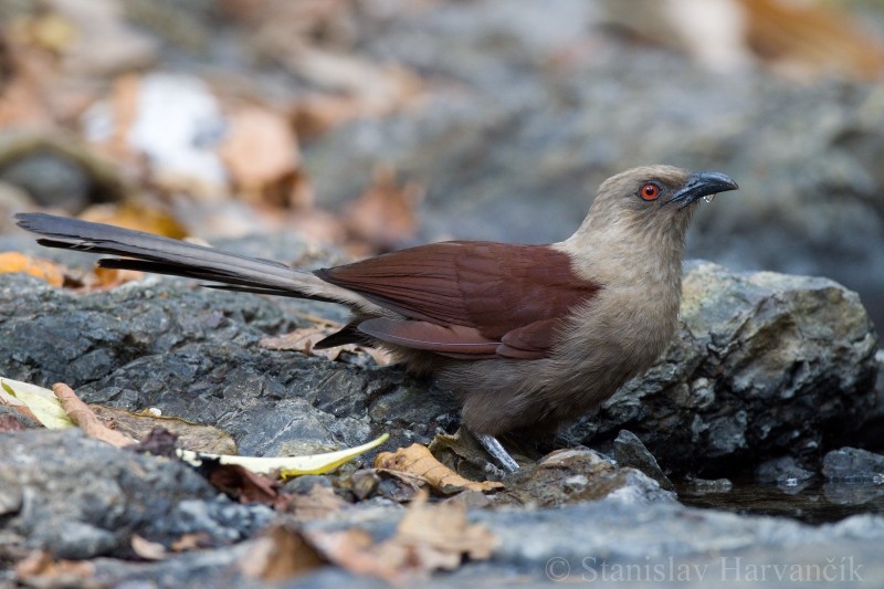 Coucal des Andaman - ML204417861