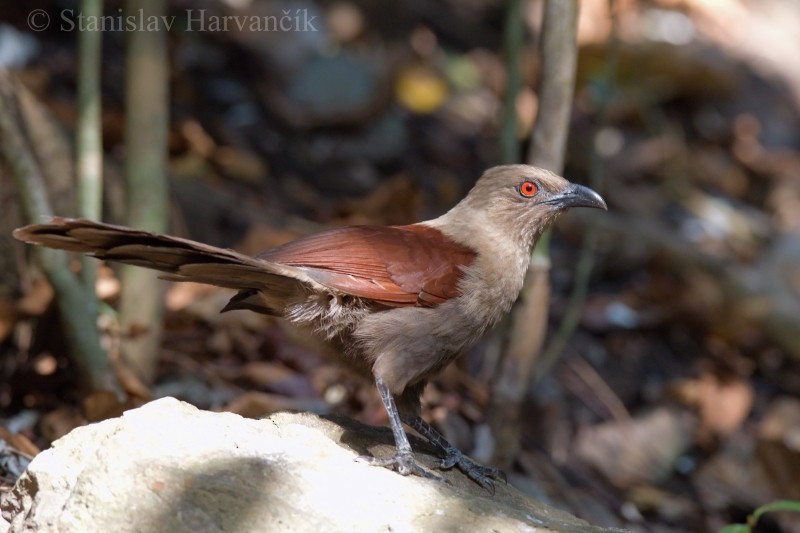 Andaman Coucal - ML204417871