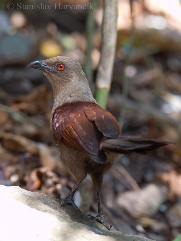 Andaman Coucal - ML204417881