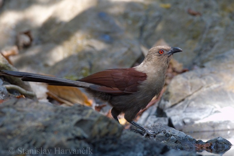 Coucal des Andaman - ML204417891