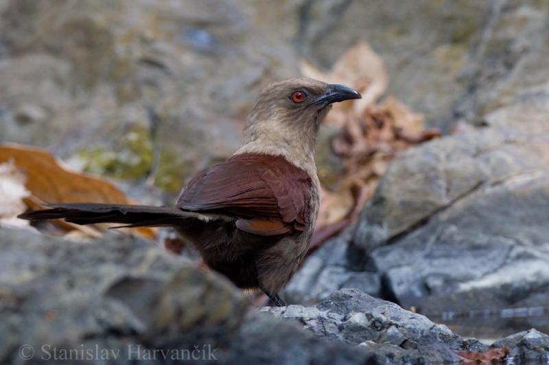 Andaman Coucal - ML204417901