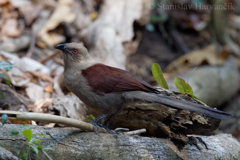 Andaman Coucal - ML204417911