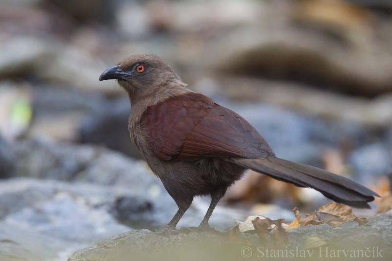 Andaman Coucal - ML204417931