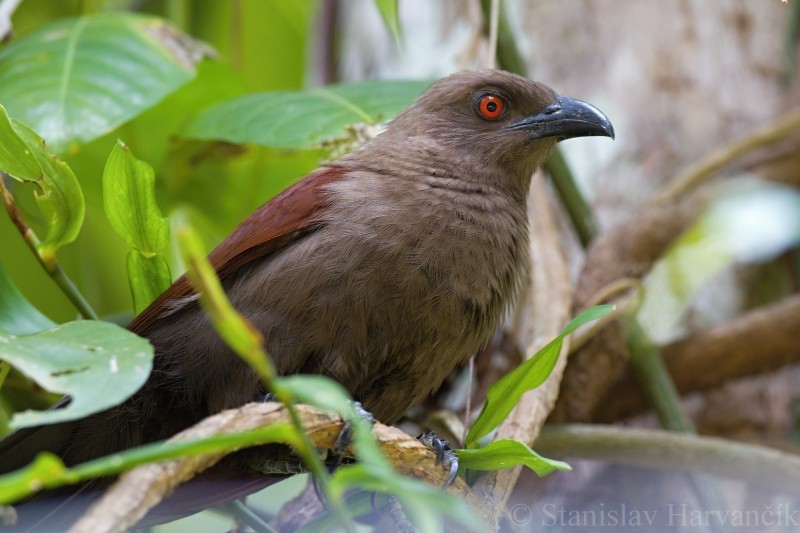 Andaman Coucal - ML204417941