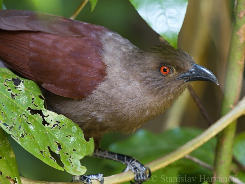 Andaman Coucal - ML204417951