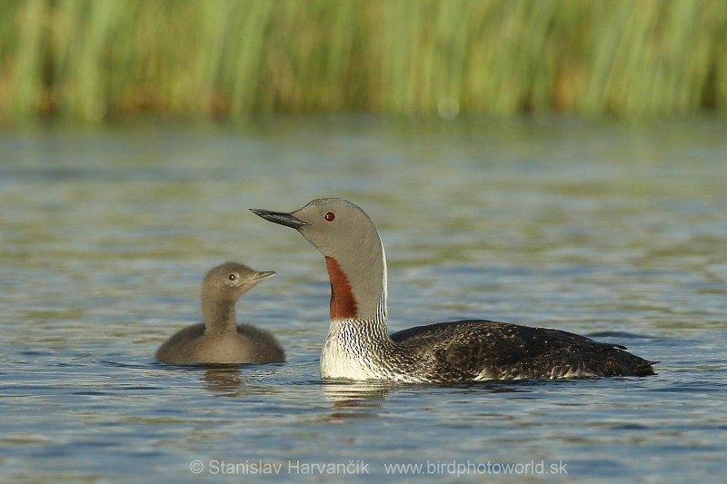 Red-throated Loon - ML204418321
