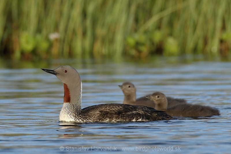 Red-throated Loon - ML204418411