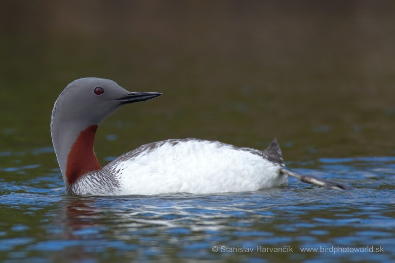 Red-throated Loon - ML204418421