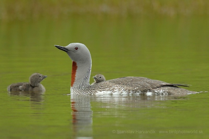 Red-throated Loon - ML204418431