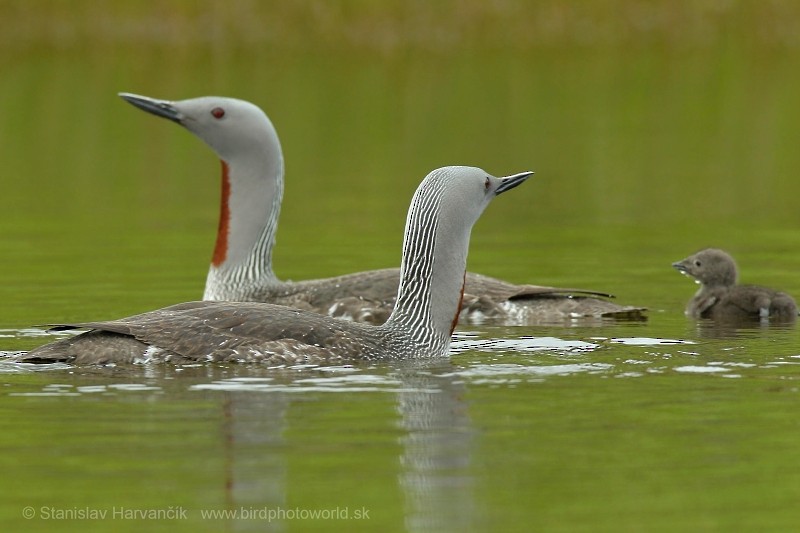 Red-throated Loon - ML204418501