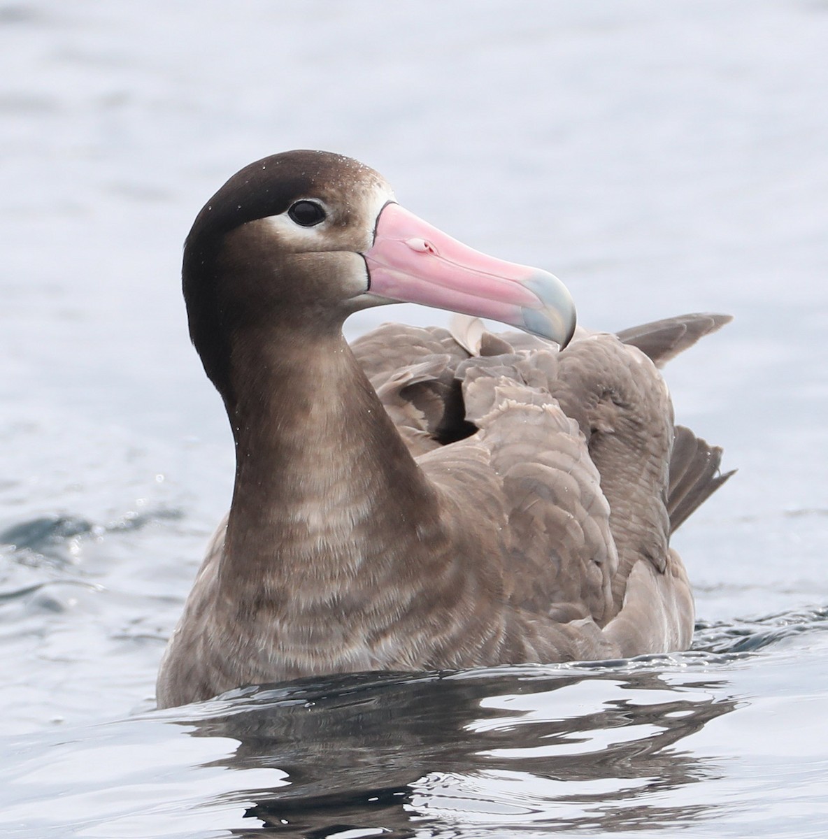 Short-tailed Albatross - Hal and Kirsten Snyder