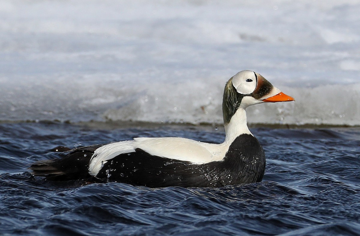 Spectacled Eider - Hal and Kirsten Snyder