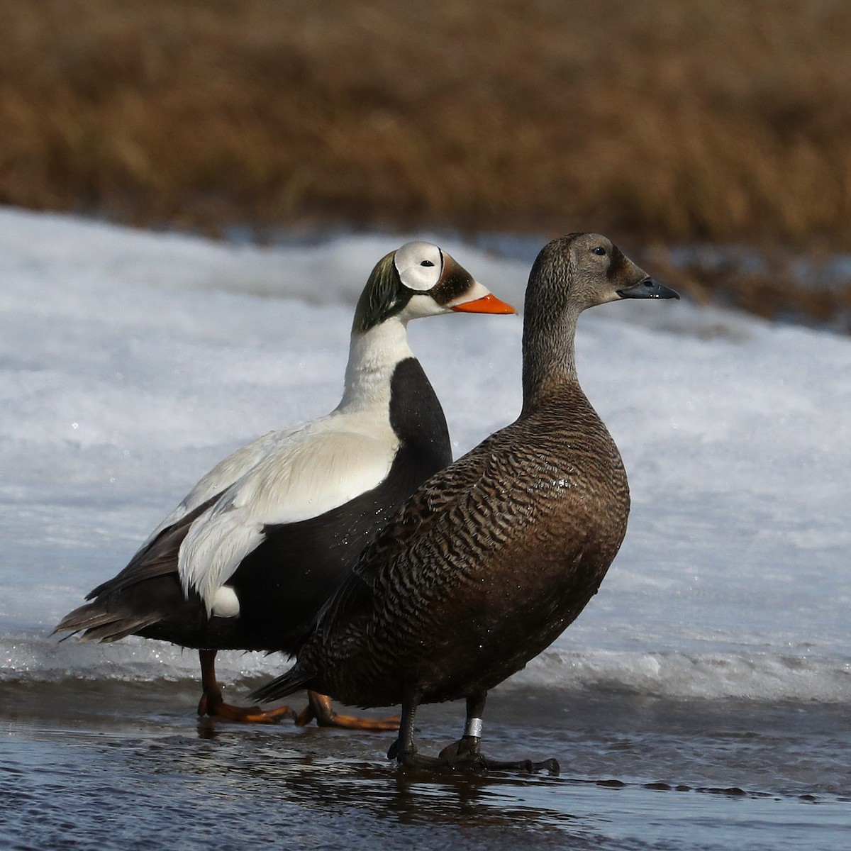 Spectacled Eider - Hal and Kirsten Snyder