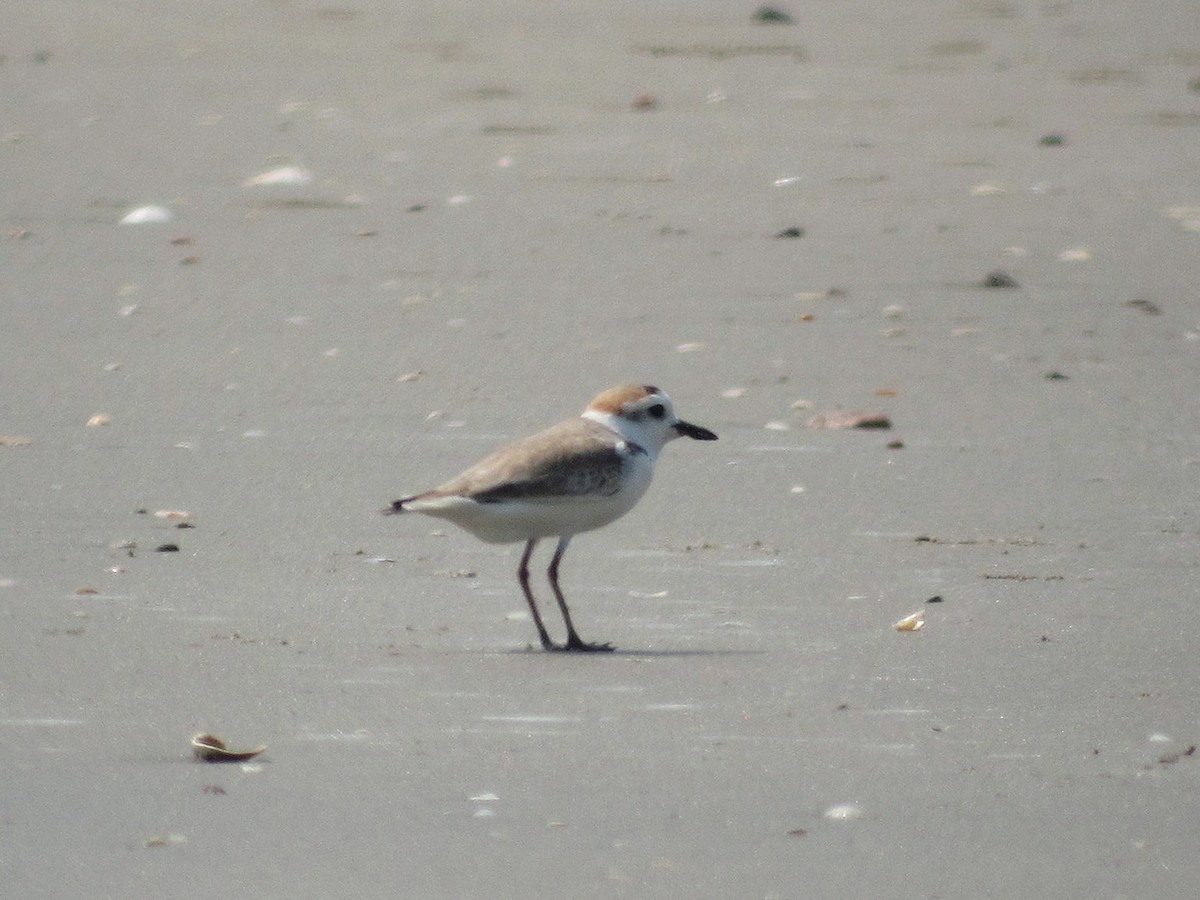 White-faced Plover - ML204419271