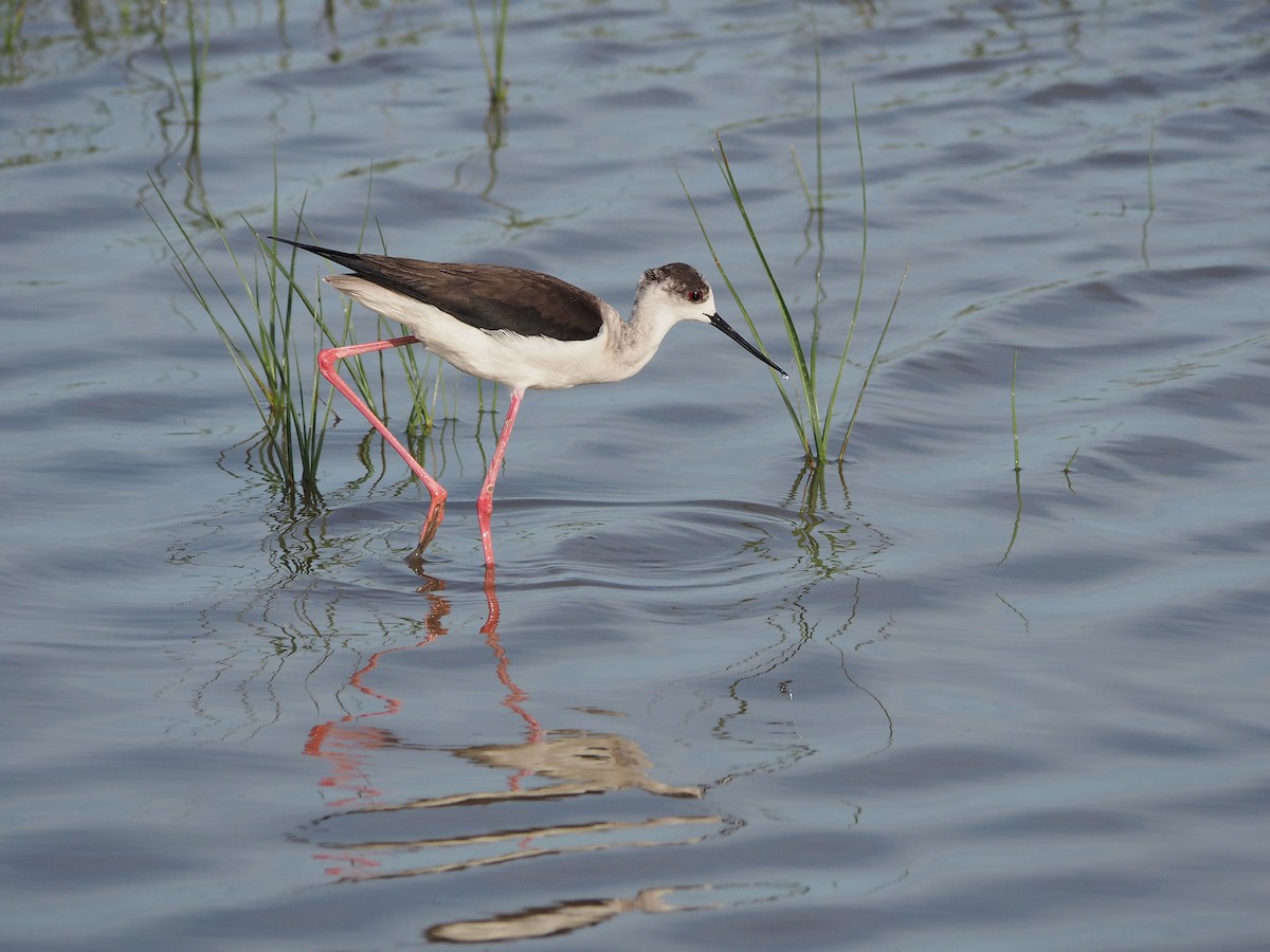 Black-winged Stilt - ML204419311