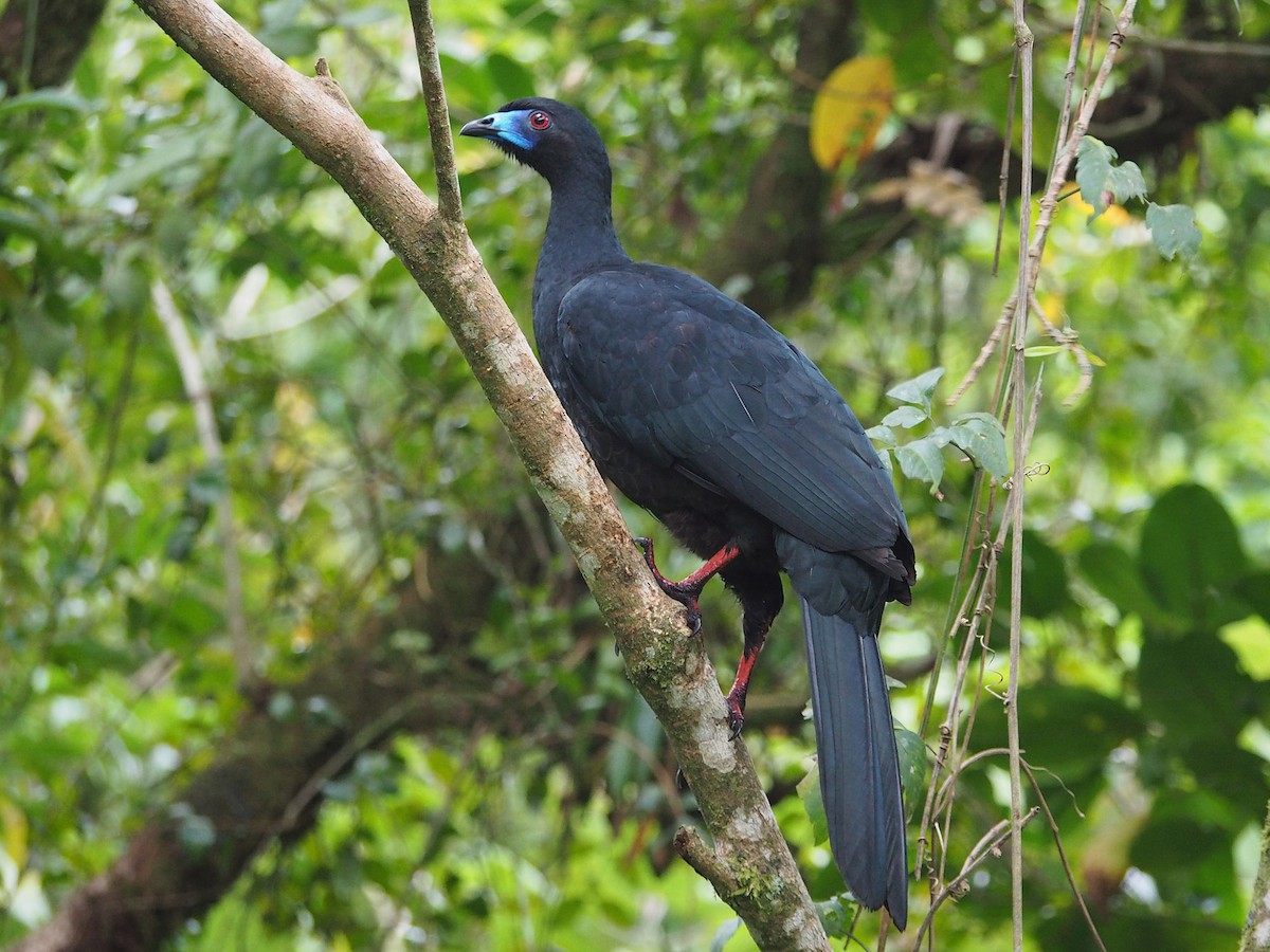 Schwarzguan - ML204419441