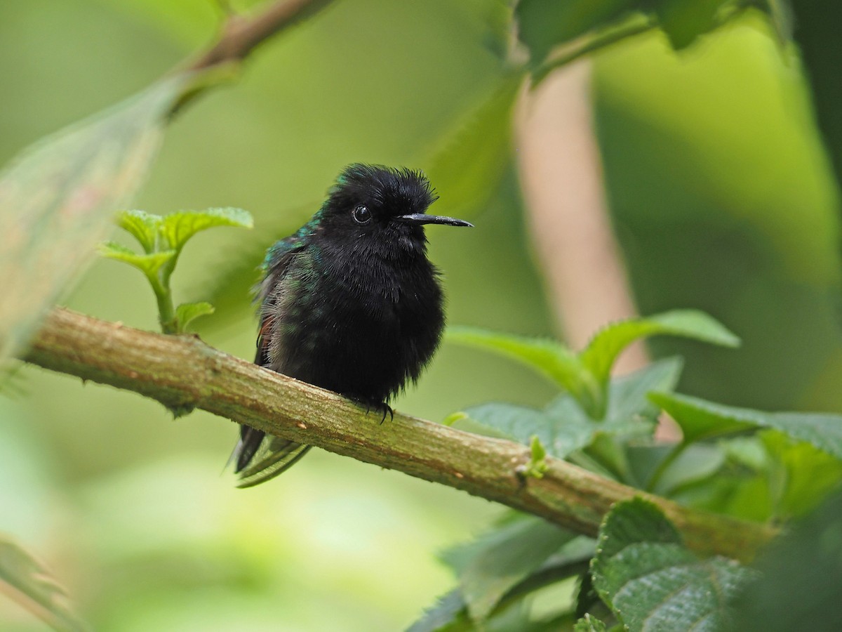 Black-bellied Hummingbird - ML204419481