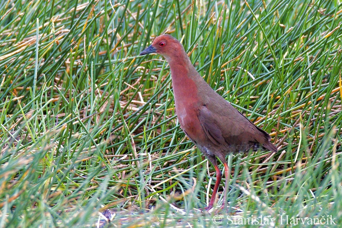 Ruddy-breasted Crake - ML204419631