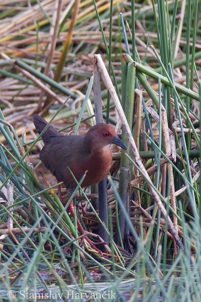 Ruddy-breasted Crake - ML204419641