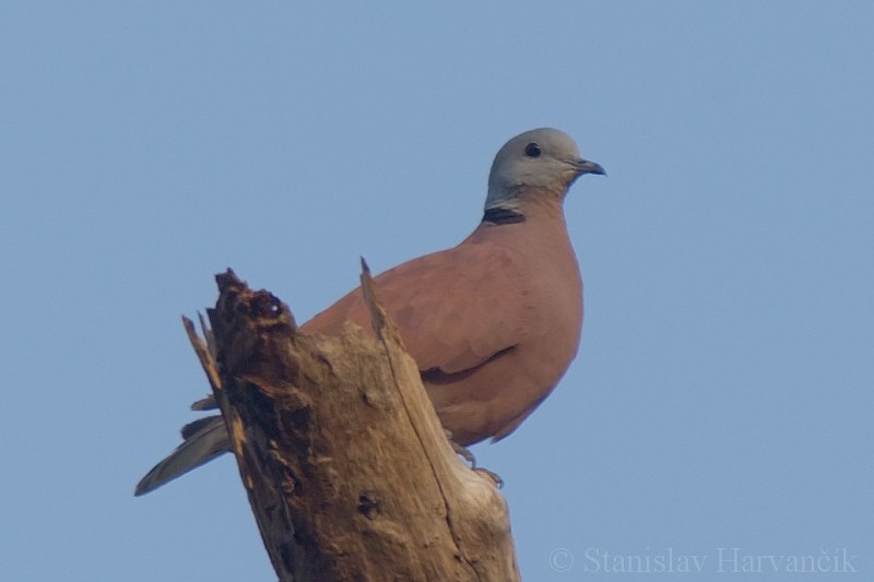 Red Collared-Dove - Stanislav Harvančík