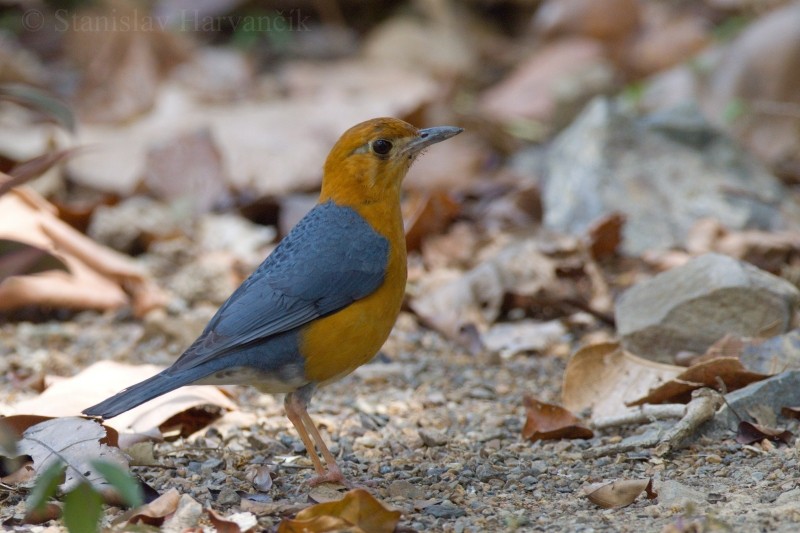 Orange-headed Thrush (Plain-winged) - ML204420271