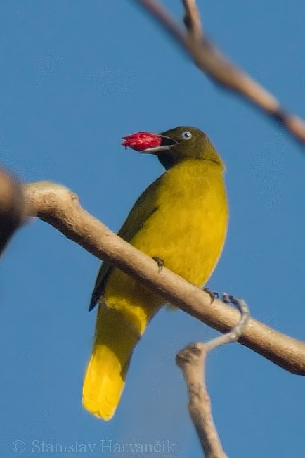 Andaman Bulbul - Stanislav Harvančík